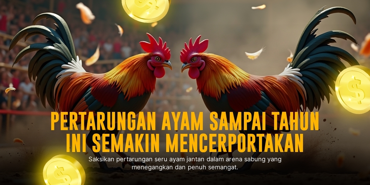 Mengenal Ayam Bangkok: Raja Sabung Ayam yang Patut Diwaspadai